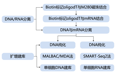 安诺基因首家研发成功单细胞基因组与转录组平行测序技术