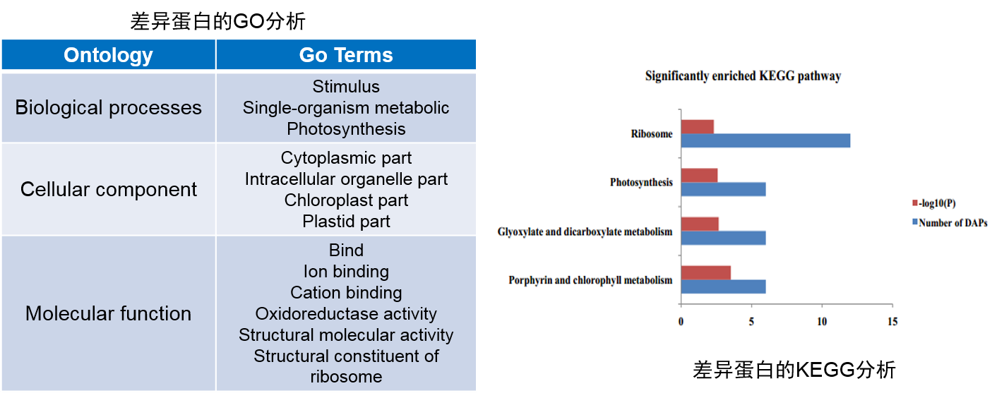 差异蛋白go分类和kegg分析