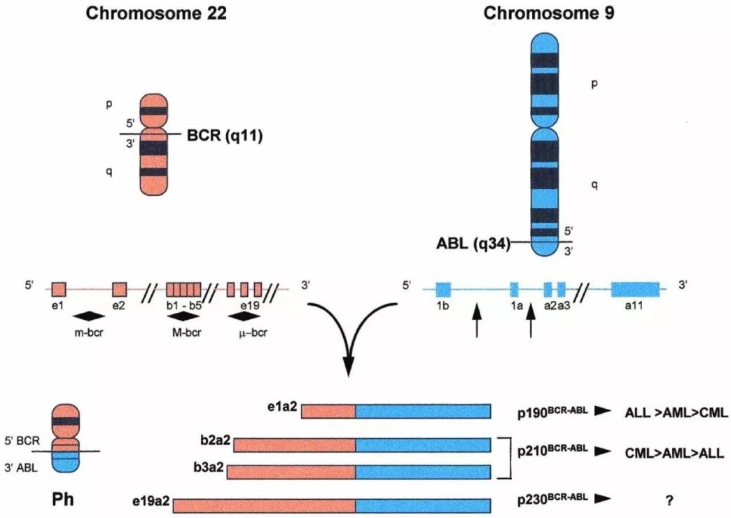 bcr-abl融合基因的形成示意图