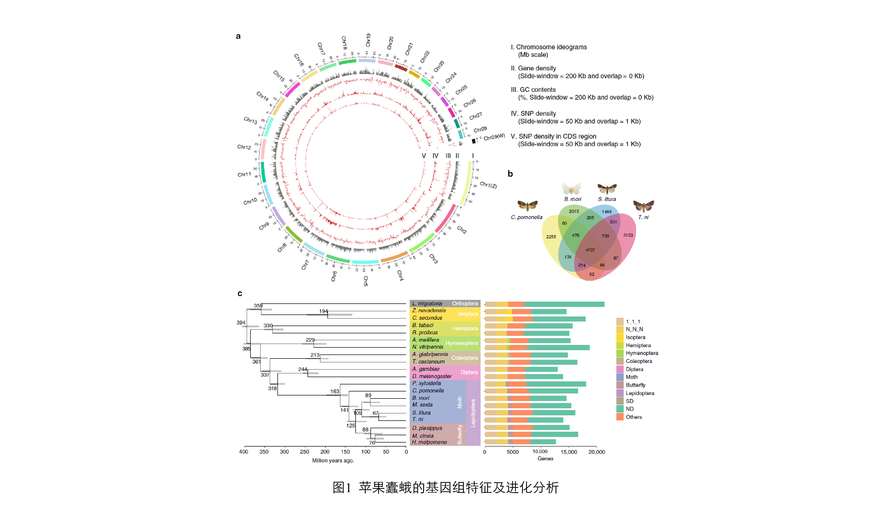 图1. 苹果蠹蛾的基因组特征及进化分析