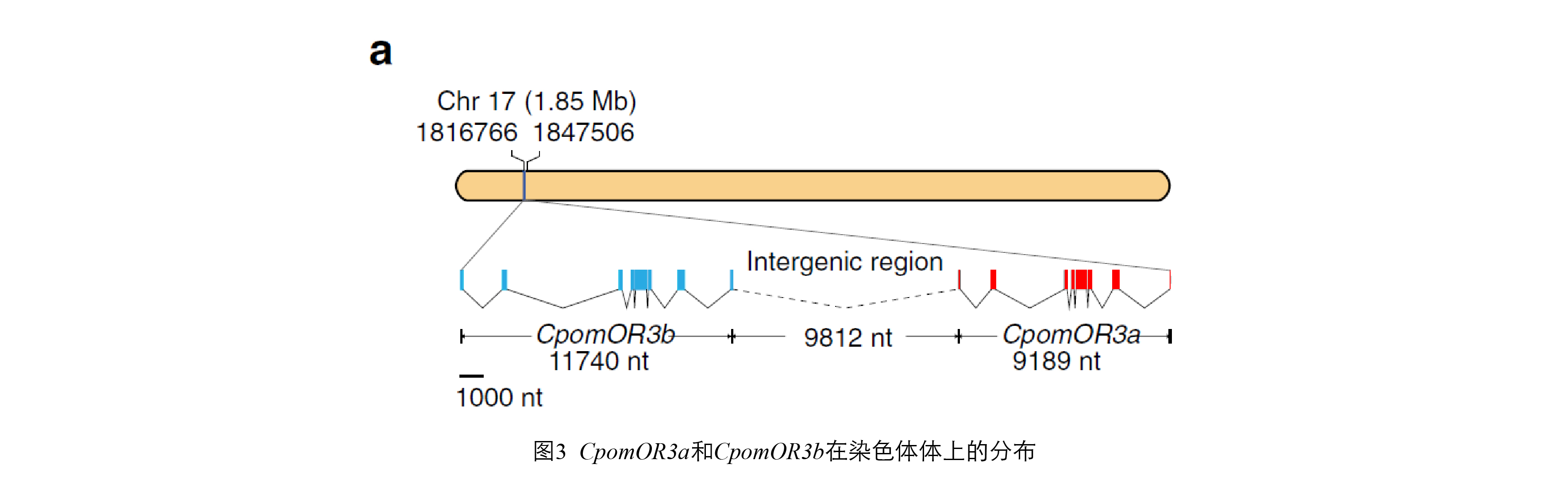 图3. CpomOR3a和CpomOR3b在染色体体上的分布