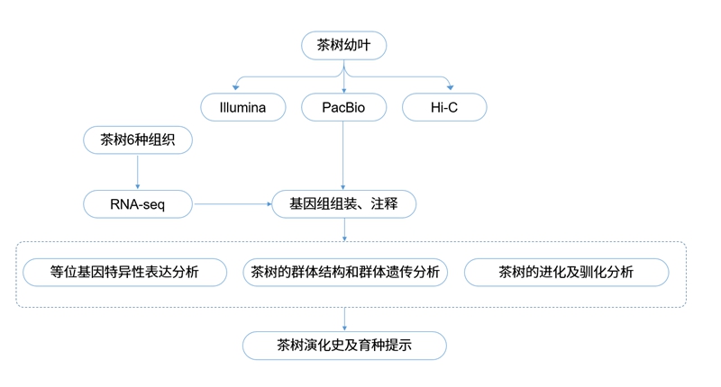 单体型基因组组装案例分析研究思路.jpg